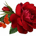 Natural Medicines using Rose Flowers