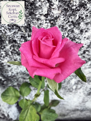 Bunga ros pink