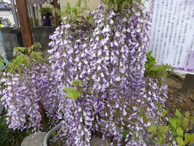 鉢植えの藤