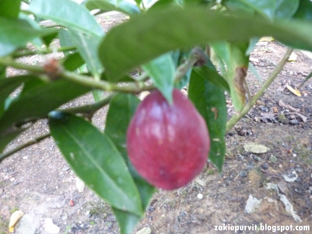 TITISAN NURANI Phaleria Macrocarpa Scheff Boerl aka 