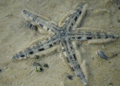 Melek Perikanan Bintang  Laut  Klasifikasi Morfologi  