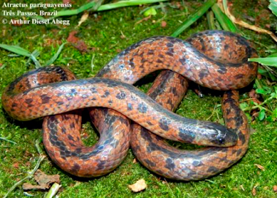 Culebra guaraní (Atractus paraguayensis)