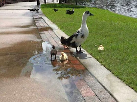 Funny animals of the week - 21 March 2014 (40 pics), funny animal pictures, baby ducks play in water slick