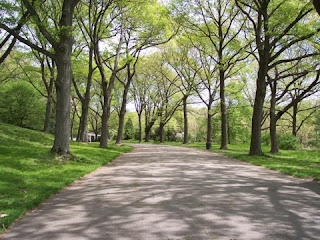 photo of road near Peters Hill in the Arnold Arboretum