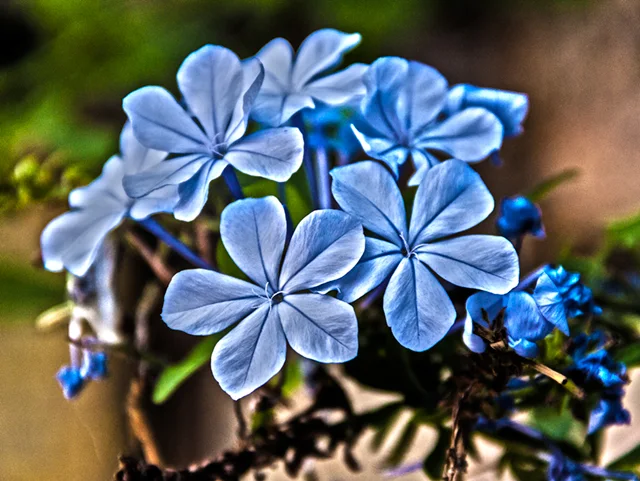 Racimo de flores azuladas