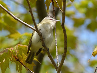 Viréo aux yeux rouges - Vireo olivaceus