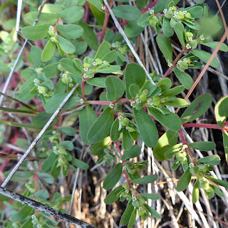 Euphorbe maculée - Euphorbia maculata - Euphorbe tachetée - Ricinelle maculée - Euphorbe à feuilles tachées - Euphorbe de Jovet