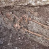 Σκελετός γίγαντα ανακαλύφθηκε στην Βουλγαρία