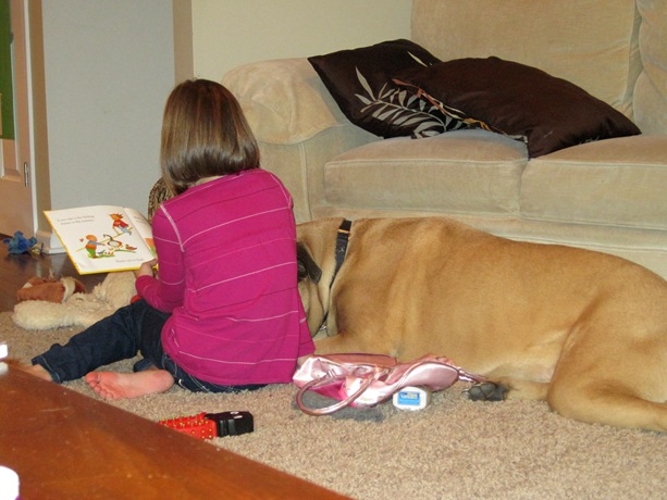 bull mastiff