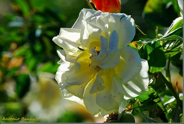 1 DSC_2534x1