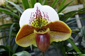 Orchid - Botanical Garden at Smith College Spring Bulb Show