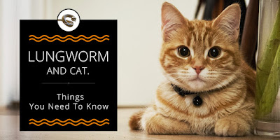 Lungworm And Cat. Things You Need To Know