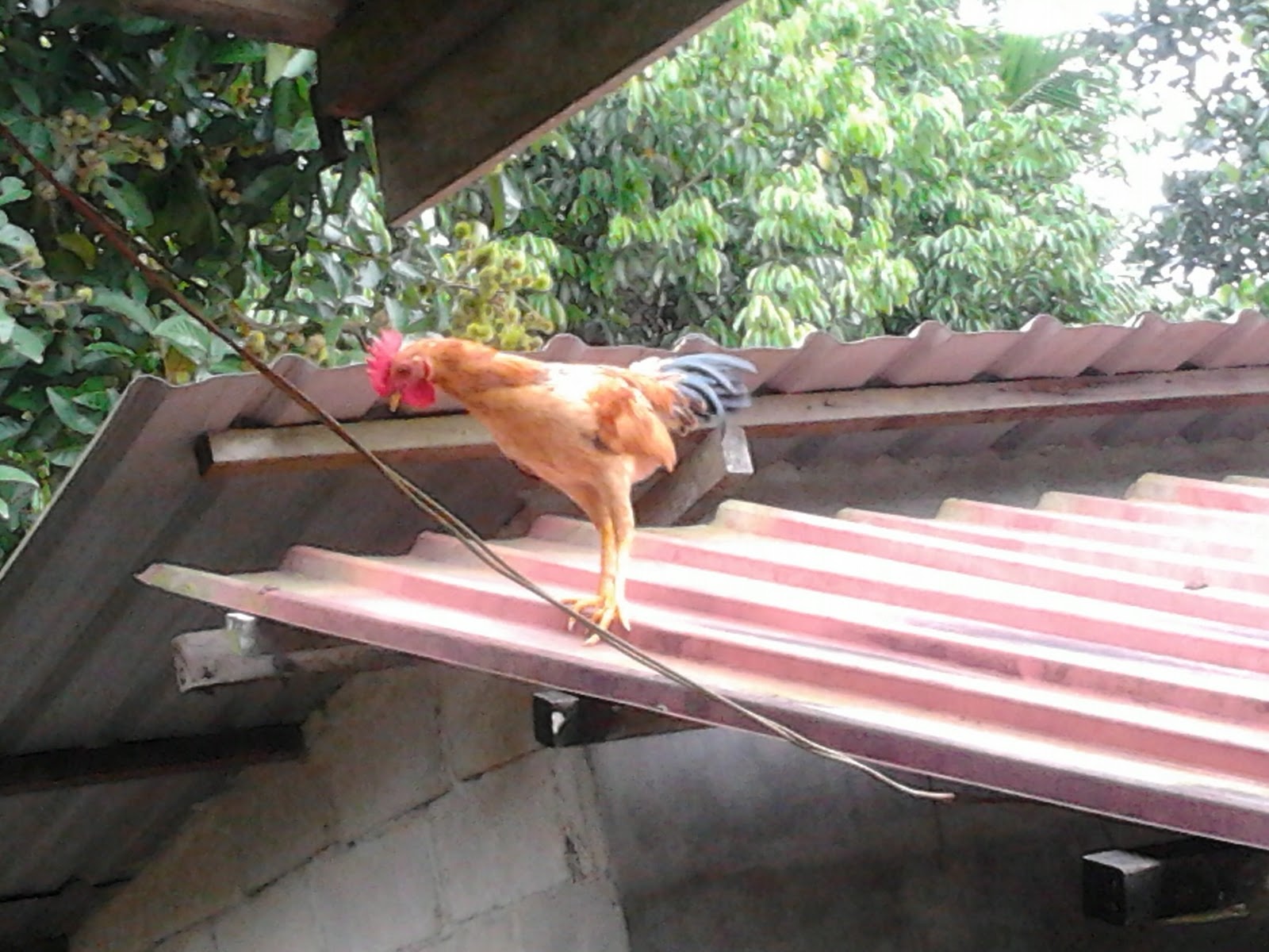 AYAM KAMPUNG