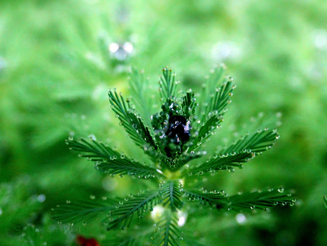 Myriophyllum aquaticum