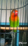 Foto Gambar Burung Love Bird Pacok Bening