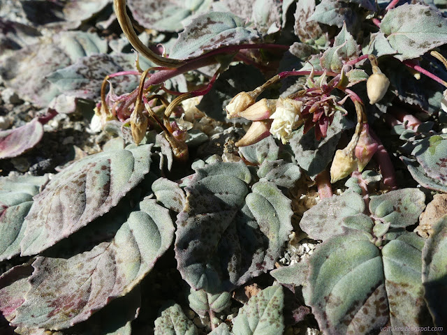 26: spotted leaves and yellow buds