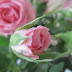 Free Royalty Free Pink Rose Stock Image