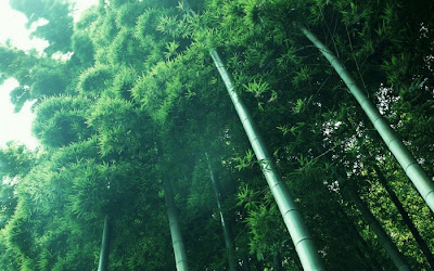 bamboo tree