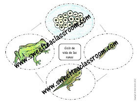 life cycle of a frog Spanish