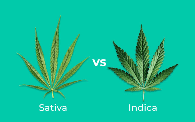 ກັນ​ຊາ Sativa ຊາ​ຕິ​ວາ (Cannabis sativa) ເປັນ​ພາສາ​ລະ​ຕິນ ແປ​ວ່າ ເພາະ​ປຸກ ຕັ້ງ​ໂດຍ ຄາ​ໂຣ​ຣັດ ລິນ​ນຽດ Carolus Linnæus ຫລື Carl Linnaeus) ນັກ​ພຶດ​ສາດ​ຊາວ​ສະ​ວີ​ເດນ ໂດຍ​ຈັດ​ວົງ​ພືດ​ຊະນິດ​ນີ້​ໄວ້​ເມື່ອ​ປີ ຄ.ສ. 1753 (ພ.ສ. 2296) ມີ​ແຫຼ່ງ​ກຳ​ເນີດ​ບໍລິເວນ​ເສັ້ນ​ສູນ​ສູດ ເຊັ່ນ ໂຄ​ລຳ​ເບຍ ເມັກ​ຊິ​ໂກ (ທະວີ​ບອາເມ​ຣິ​ກາ) ຕອນ​ກາງ​ຂອງ​ທະວີບ​ແອ​ຟ​ຣິ​ກາ ແລະ ​ເອ​ເຊຍ​ຕະເວັນ​ອອກ​ສຽງ​ໃຕ້