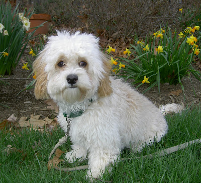 Cockapoo Puppy Pictures