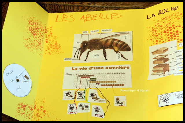 lapbook coschooling ief abeilles