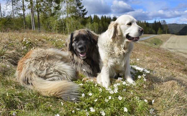 leonberger golden retriever