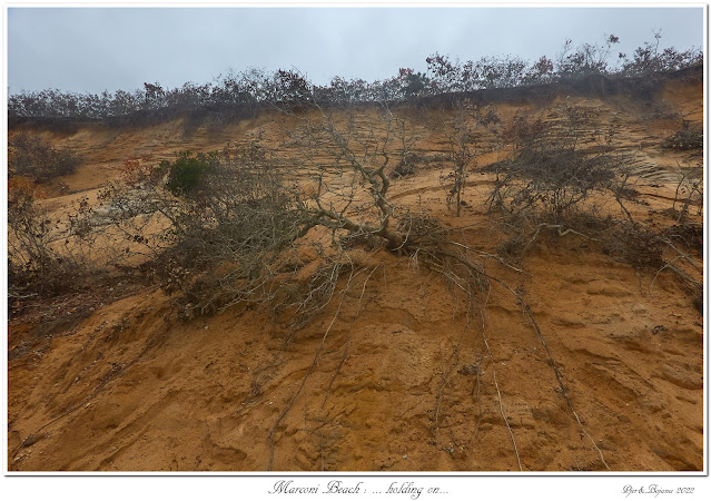 Marconi Beach: ... holding on...