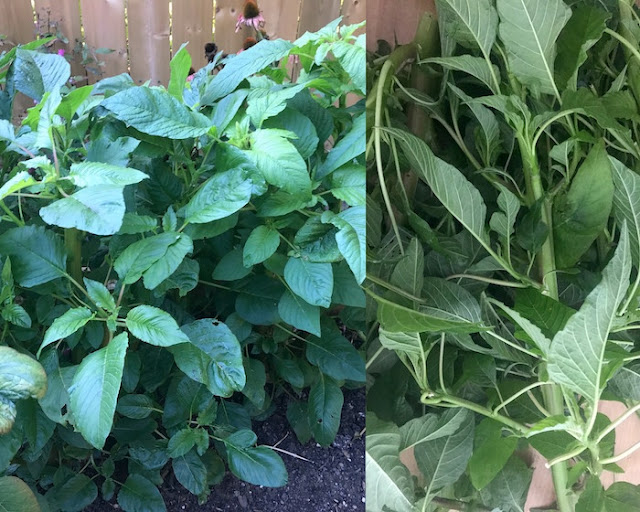 calaloo amaranath leaves side dish