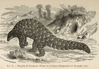 pangolin