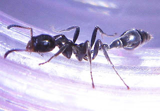 Another Tetraponera species.