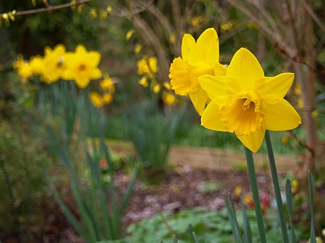 Close up of two daffodil flowers with more daffodils in the background