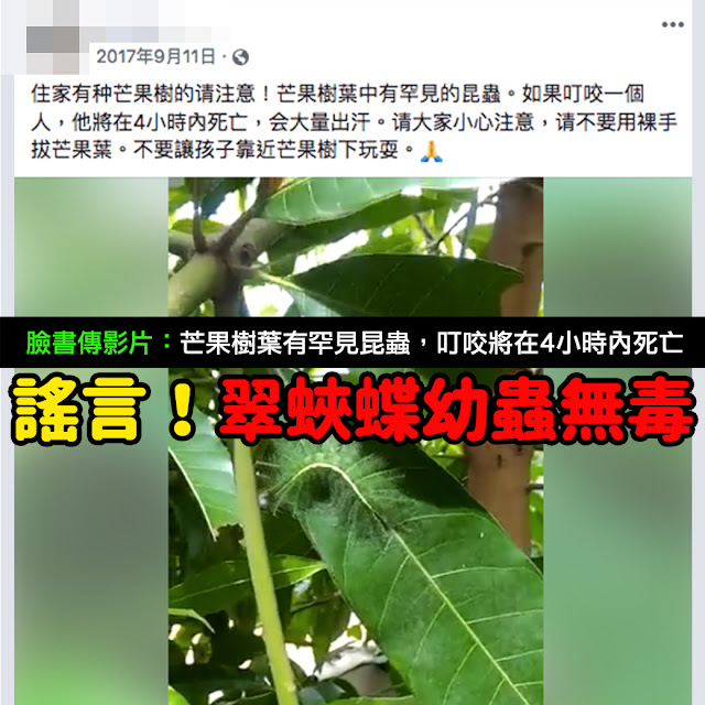 芒果樹葉中有罕見的昆蟲 如果叮咬一個人 他將在4小時內死亡 會大量出汗 影片 謠言 Facebook