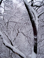 Trees in a Blizzard