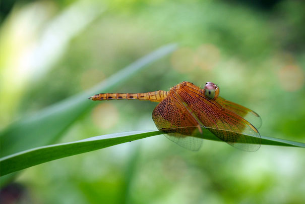 15+ Pics That Show Photography Is The Biggest Lie Ever - Macro Photography