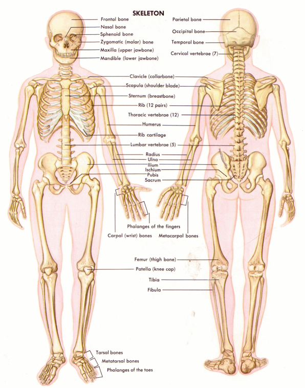 Skeletal System Diagram