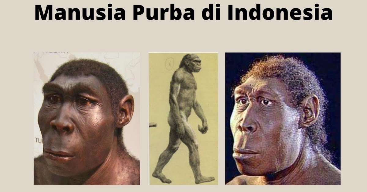  Manusia Purba Indonesia  ABHISEVA ID