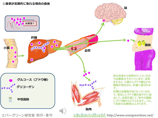 ブドウ糖（グルコース）, グリコーゲン, 糖新生,インスリン, グルカゴン, , 脂肪酸, 遊離脂肪酸, 中性脂肪（トリグリセリド）, 脂肪燃焼, 糖質制限, ダイエット