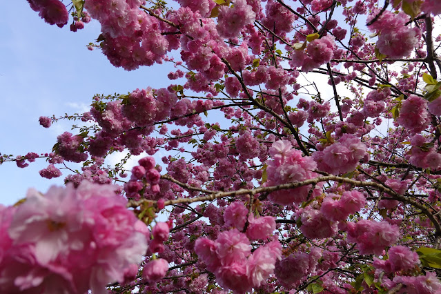 鳥取県西伯郡伯耆町小林 マウンテンストリームきしもと ヤエザクラ（八重桜）