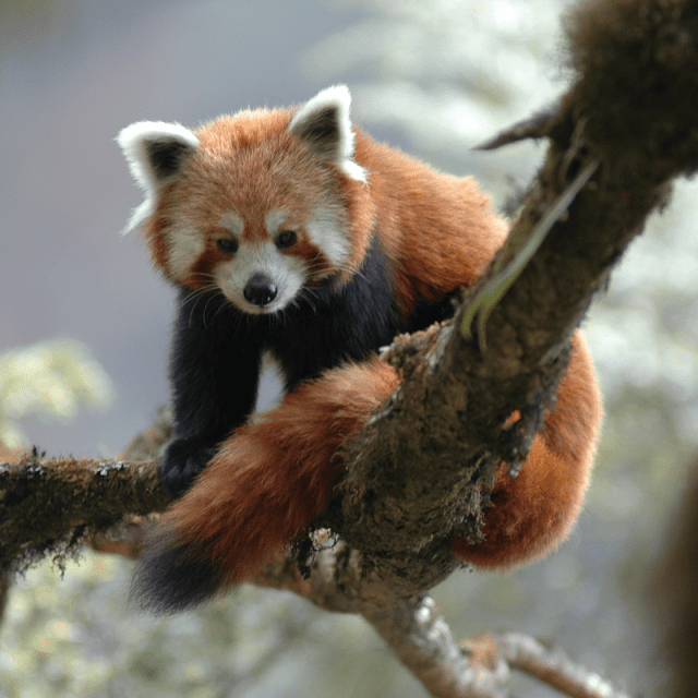 Red Panda - Panda Rojo