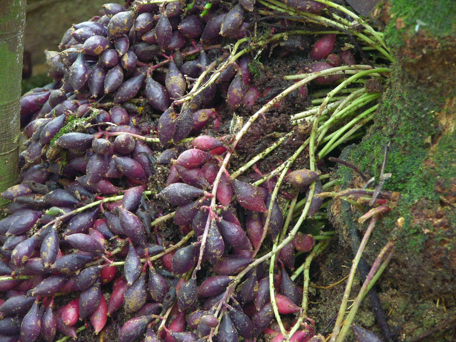 ... gambar buah untuk dikenalpasti alangkah seronoknya saya buah    ini ia