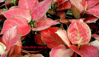 cara memunculkan warna merah pada aglaonema