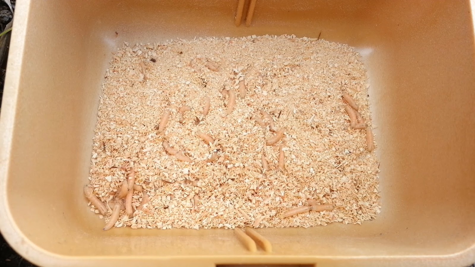珈琲豆の釣りたて日記 閲覧注意 魚まみれの水槽にウジ虫を落とすと