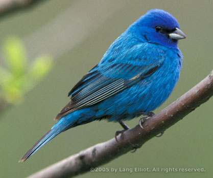 Birds Photos on Austin Design Inc Birds Vs Glass