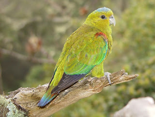 Indigo winged parrot