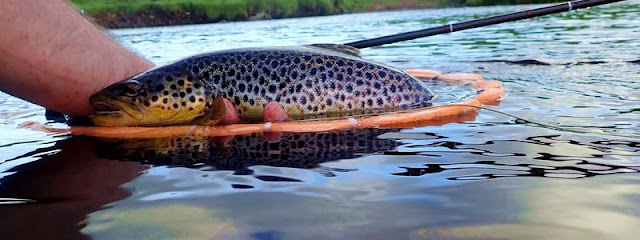 Mouche en Irlande en riviere