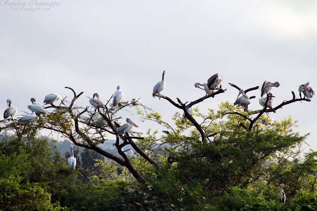 Spot-billed Pelicans resting on one of the islands