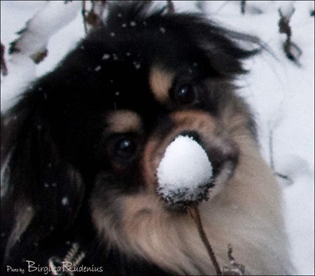 milton_20101125_snownose