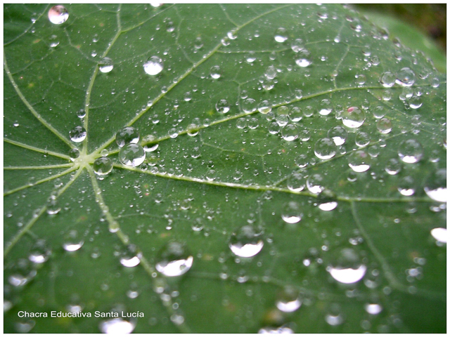 Gotas de lluvia sobre las hojas - Chacra Educativa Santa Lucía