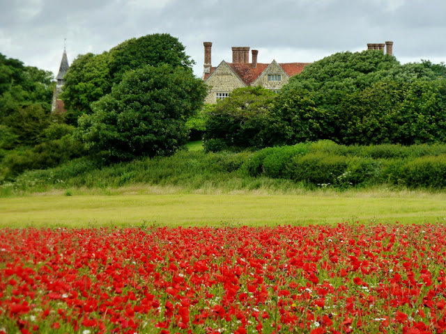 Poppies at Yaverland Isle of Wight